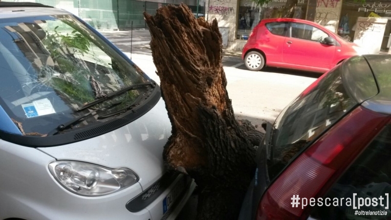 albero caduto via italica via dei marsi 22 luglio (1)