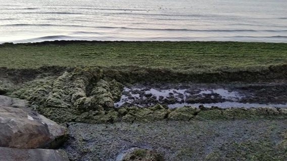 alghe-spiaggia-pescara-estate-2016-1