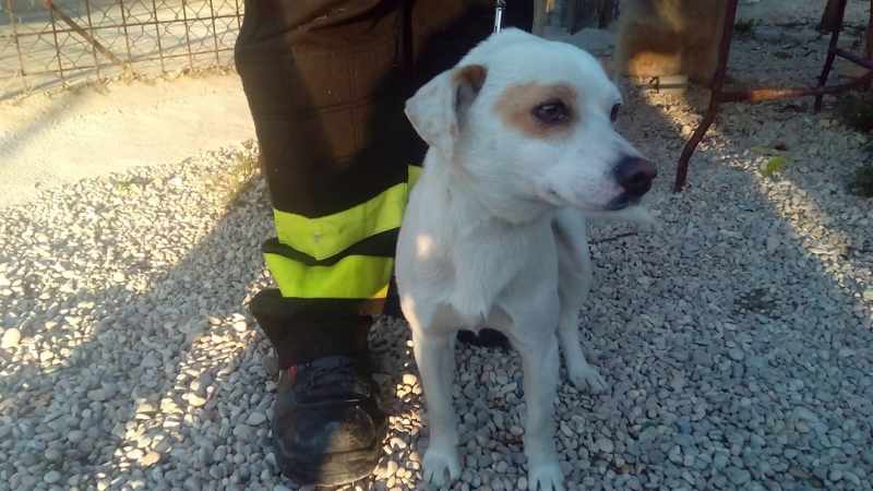 cucciolo cane salvato dalle rotaie ferrovia montesilvano (1)