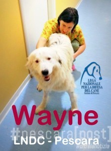 Wayne cane Pescara 2