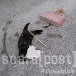 Gatto morto con i petardi Francavilla al Mare