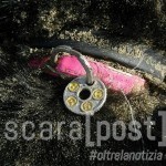 cane trovato morto spiaggia silvi (5)