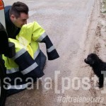 cucciolo pastore belga salvato montesilvano