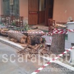 albero caduto via italica via dei marsi 22 luglio (3)